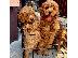 PoulaTo: Labradoodle F1 κουτάβια προς πώληση